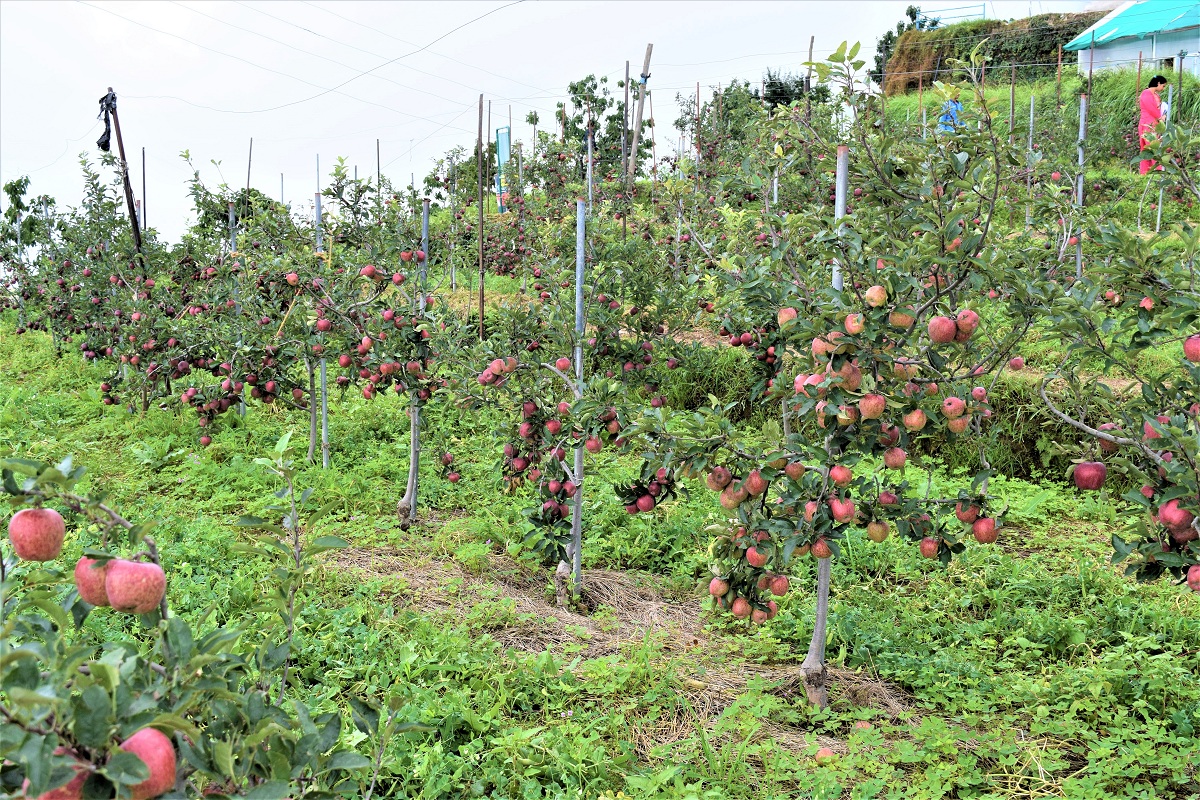 Himachal Apple Farming