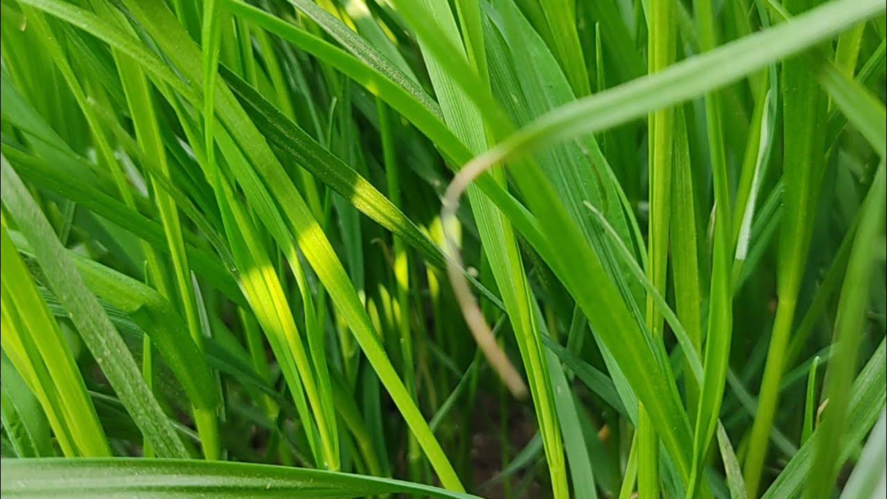 Makhan Grass Hamirpur